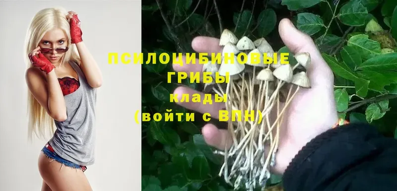 дарк нет как зайти  Казань  Псилоцибиновые грибы MAGIC MUSHROOMS 